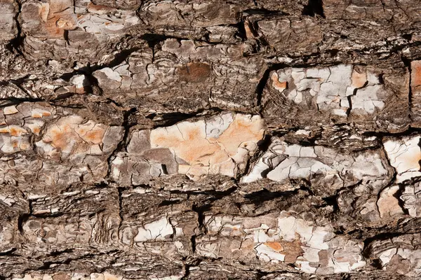 Struttura del legno — Foto Stock