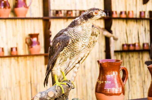Stuffed falcon — Stock Photo, Image