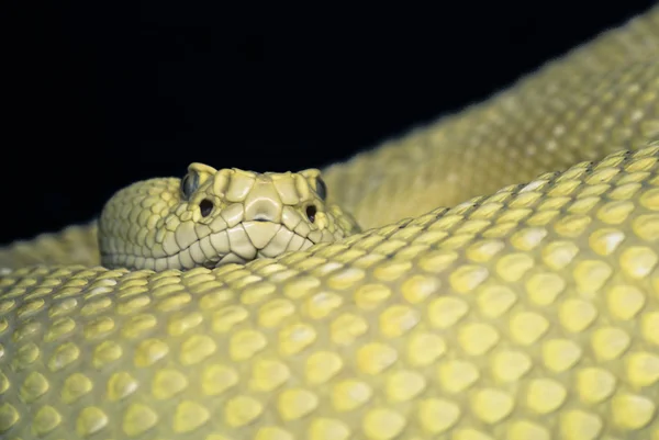 Serpente — Fotografia de Stock