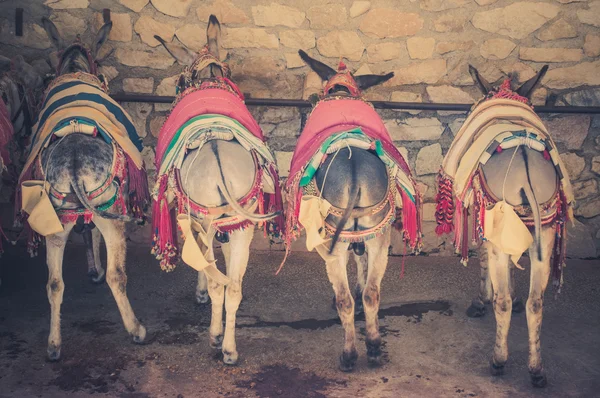 Burros. — Fotografia de Stock