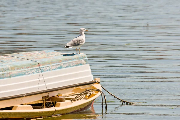 Fiskmås — Stockfoto