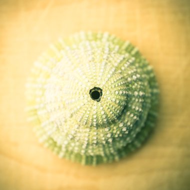 sea urchin clipart