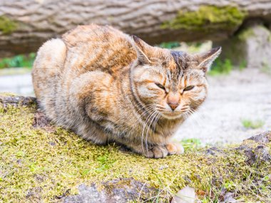 Kedi.
