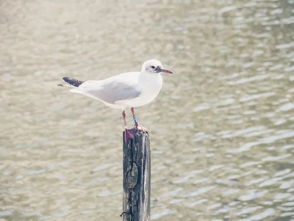 Seagull — Stock Photo, Image