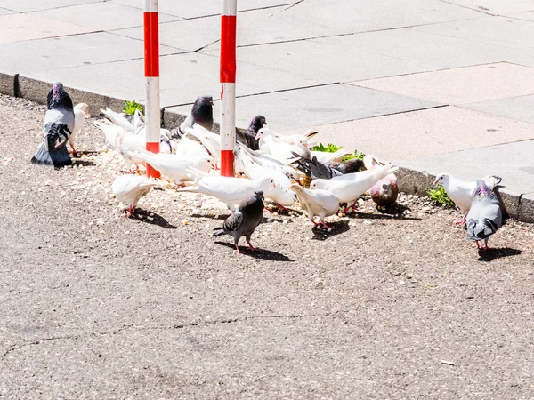 Güvercinler — Stok fotoğraf