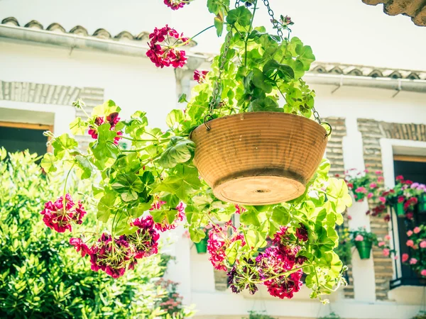 Flowers — Stock Photo, Image