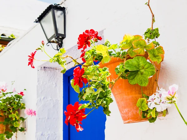 Flores — Foto de Stock