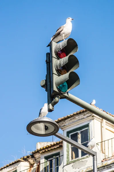 Seagulls in Rossio Square in Lisbon, Portugal — Stock Photo, Image