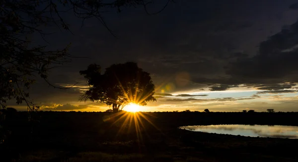 Εθνικό Πάρκο Etosha, Ναμίμπια — Φωτογραφία Αρχείου