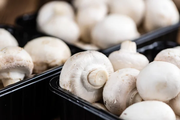 Funghi bianchi freschi — Foto Stock