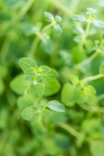 Liści roślin oregano — Zdjęcie stockowe