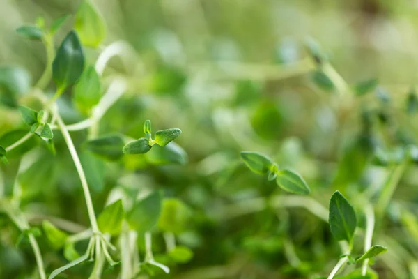 Fresh Thyme leaves — Stock Photo, Image