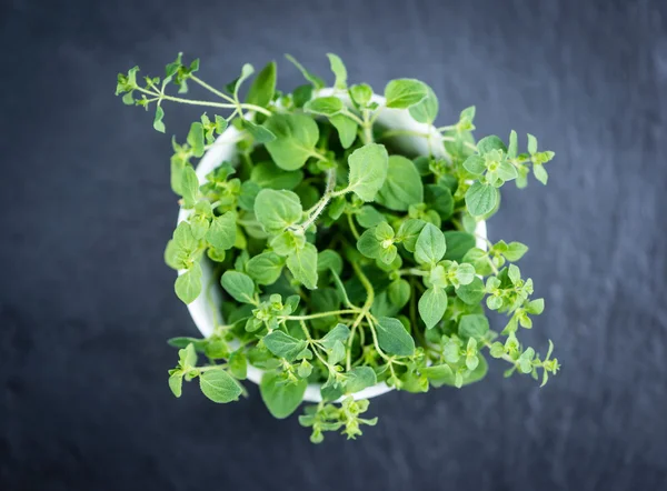 Oregano on a slate slab — Stock Photo, Image