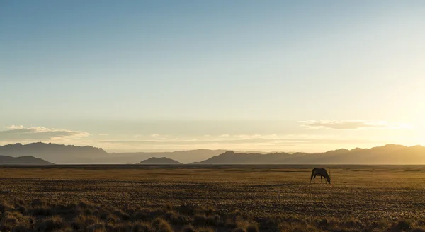 Samotny Oryx pustyni Namib — Zdjęcie stockowe