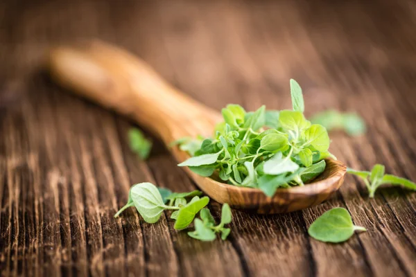 Gedeelte van verse oregano — Stockfoto