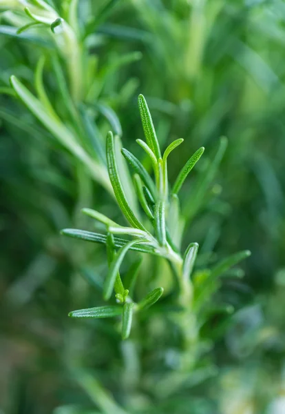 Fresh Rosemary leaves — Stock Photo, Image