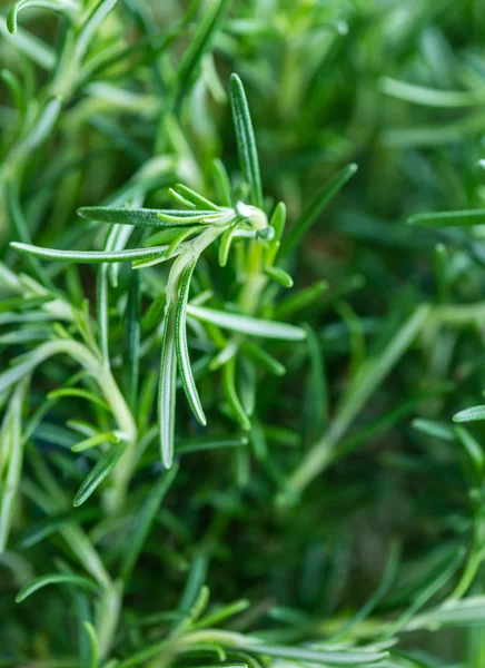 Einige frische Rosmarinblätter — Stockfoto