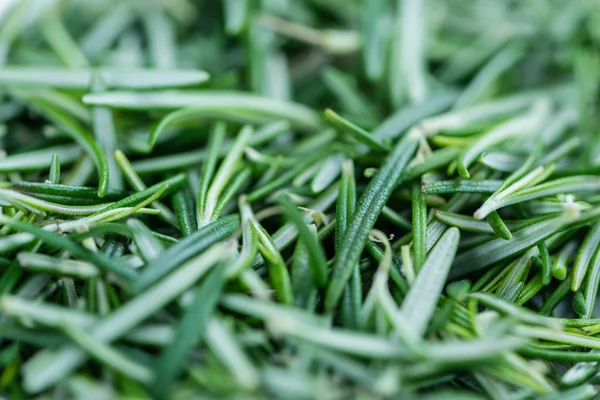 Frische Rosmarinblätter — Stockfoto