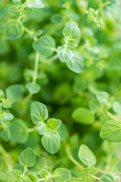 Plantas frescas de orégano — Foto de Stock