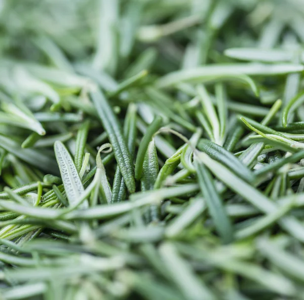 Some fresh Rosemary — Stock Photo, Image