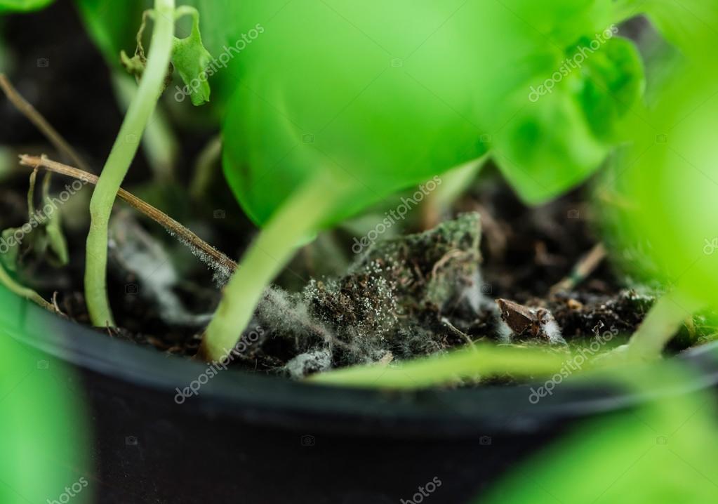 Moldy Plant in pot Stock Photo by ©HandmadePicture 107664330