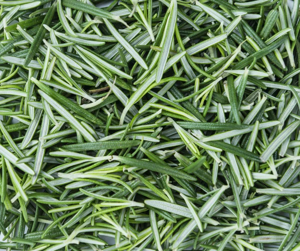 Fresh green Rosemary — Stock Photo, Image