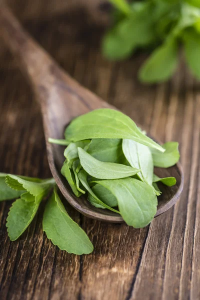 Einige frische Steviablätter — Stockfoto