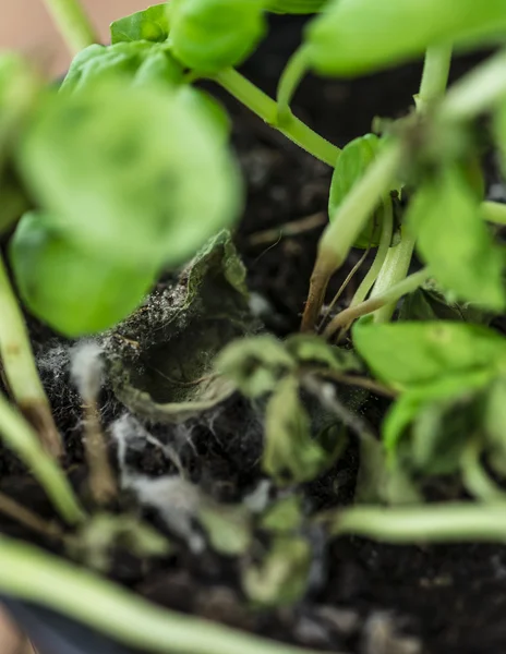 Groene beschimmeld Plant — Stockfoto