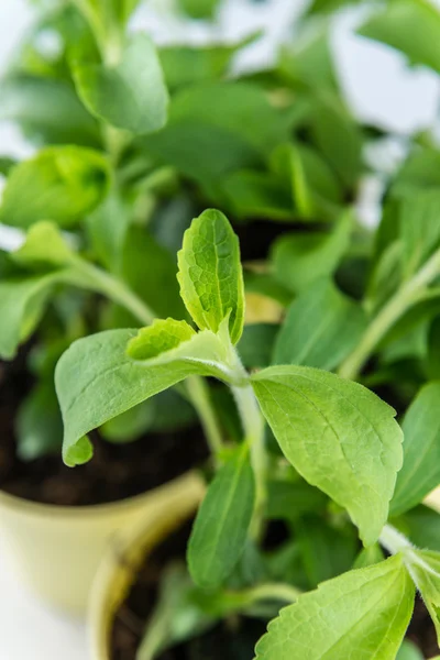 Yeşil Stevia bitki — Stok fotoğraf