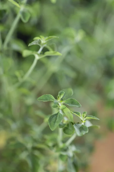 Green Mentho Plant — Stock Photo, Image