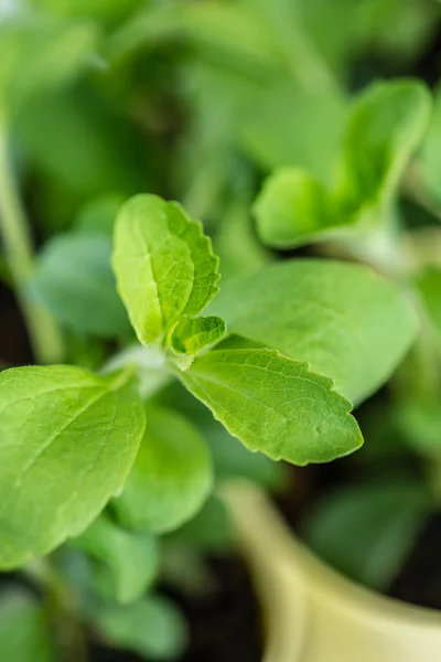 Grön Stevia växt — Stockfoto