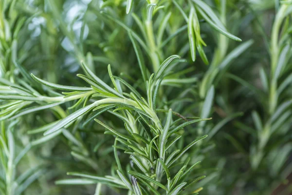 Green Fresh Rosemary — Stock Photo, Image