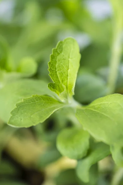 Planta verde de Stevia — Foto de Stock