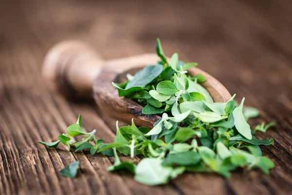 Schöne Mentholblätter — Stockfoto