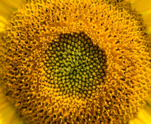 Een gele zonnebloem — Stockfoto