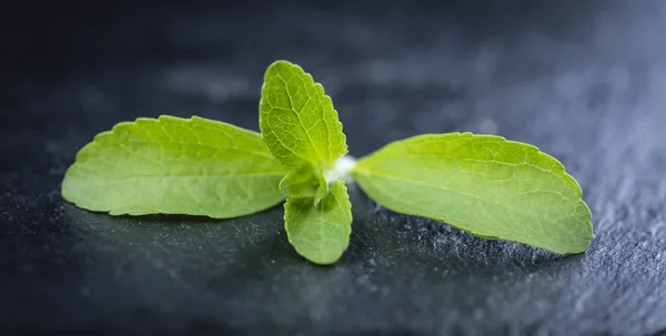 O porțiune din Stevia Leaves — Fotografie, imagine de stoc