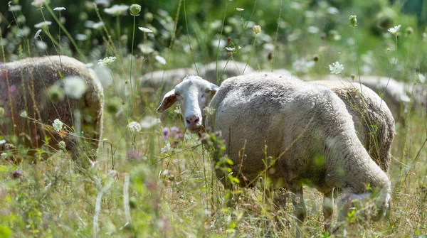 Some Sheep on a summer meadow — Stock Photo, Image