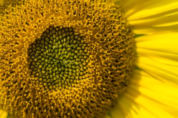 Sunflower on a summer day — Stock Photo, Image