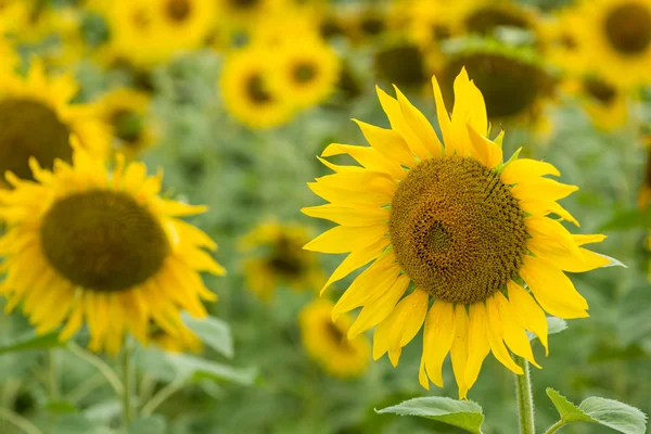 Sunflowers on a summer day — Stock Photo, Image