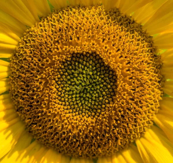 Sunflower on a field in the summer — Stock Photo, Image