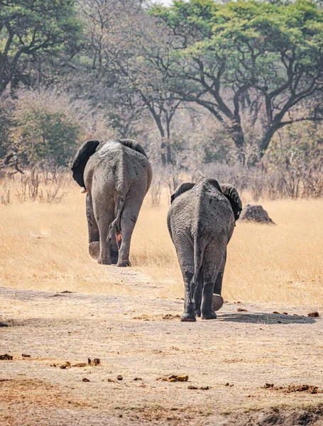 Grupo Elefantes Parque Nacional Kruger Sudáfrica Durante Temporada Invierno — Foto de Stock