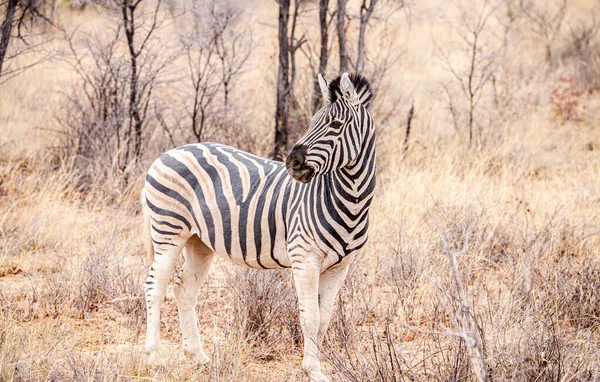 Zebra Εντοπίστηκε Στο Khama Rhino Ιερό Μποτσουάνα Κατά Διάρκεια Του — Φωτογραφία Αρχείου