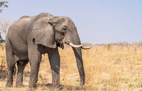 Primer Plano Del Elefante Solitario Sabana Parque Nacional Kruger Sudáfrica — Foto de Stock