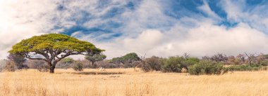 African landscape in the Hwange National Park, Zimbabwe at a sunny day clipart