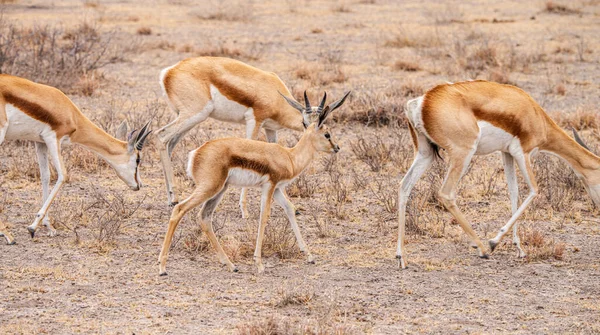 Springboks Csoport Legeltetés Khama Rhino Menedékben Botswanában Télen — Stock Fotó