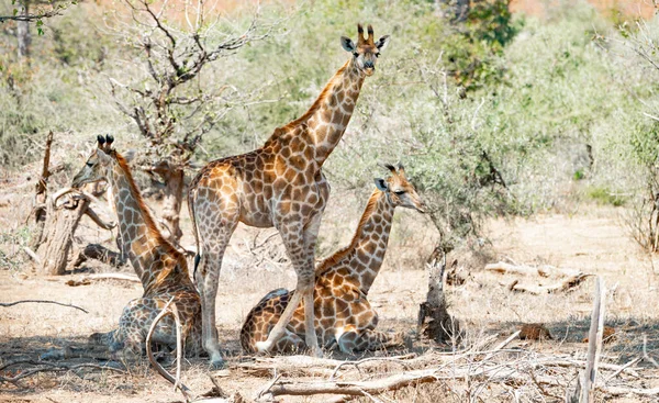 南非克鲁格国家公园的长颈鹿 特写镜头 — 图库照片