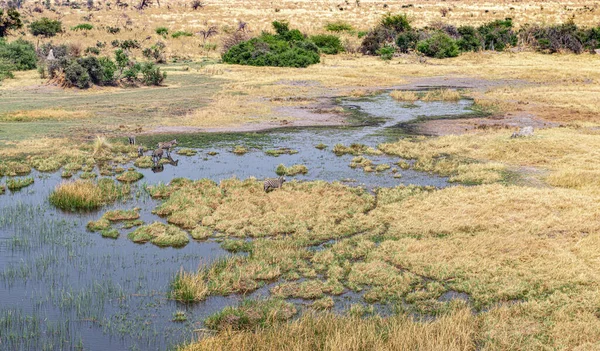 Zebra Βόσκηση Στο Δέλτα Του Okavango Μποτσουάνα Εναέρια Βολή Από — Φωτογραφία Αρχείου