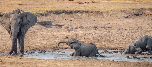 Grupo Elefantes Pozo Agua Parque Nacional Kruger Sudáfrica Durante Temporada — Foto de Stock