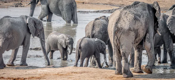 Grupo Elefantes Parque Nacional Kruger Sudáfrica Durante Temporada Invierno — Foto de Stock