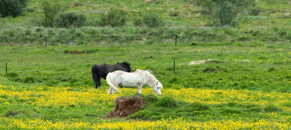 Island Ponys Letní Louce Žlutými Květy — Stock fotografie